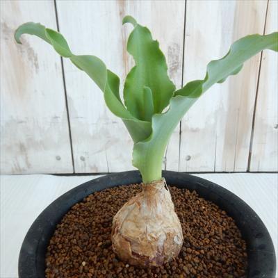 日本花キ流通 多肉植物 caベルセミア グラウカ 多肉植物 球根植物