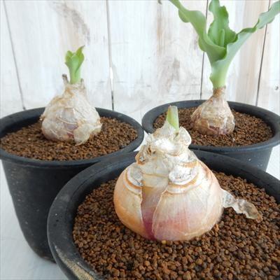 その他多肉植物 Natural 多肉植物 寄せ植え○多肉 そのまま飾れて増やせる 2.5号