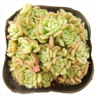 日本花キ流通 多肉植物 seセダム スプリングワンダー 9cmポット 
