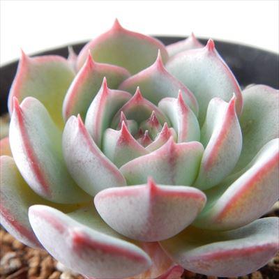 日本花キ流通 多肉植物 swkエケベリア エンシノ エンシノ ヒダルゴ