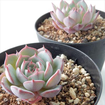 日本花キ流通 多肉植物 swkエケベリア エンシノ エンシノ ヒダルゴ
