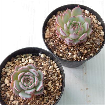 日本花キ流通 多肉植物 swkエケベリア エンシノ エンシノ ヒダルゴ