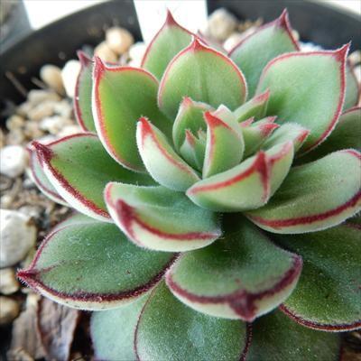日本花キ流通 多肉植物 skエケベリア ジョアンダニエル 日本花キ流通 多肉植物 skエケベリア ジョアンダニエル