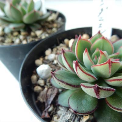 日本花キ流通 多肉植物 skエケベリア ジョアンダニエル 多肉植物