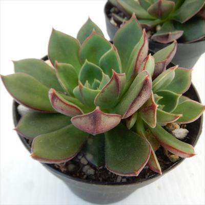 日本花キ流通 多肉植物 skエケベリア ジョアンダニエル 多肉植物