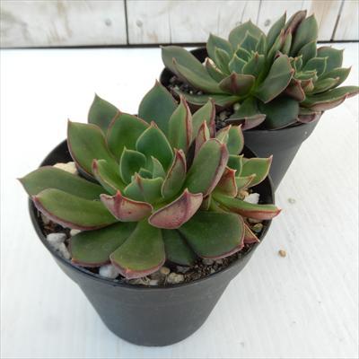 希少 ダニエルさん苗 D1 札付き 多肉植物 【公式通販】