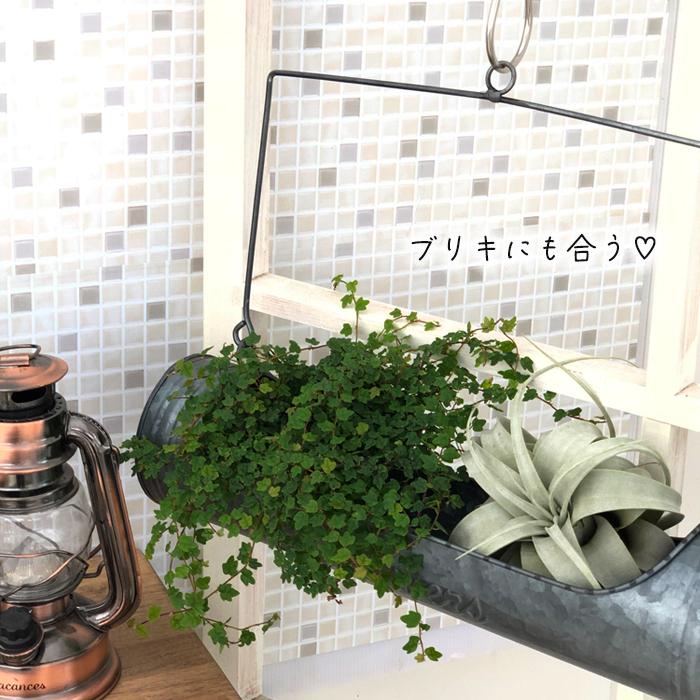 エアープランツ キセログラフィカ チランジア チランドシア 観葉植物 101 001 フラワーネット日本花キ流通 通販 Yahoo ショッピング