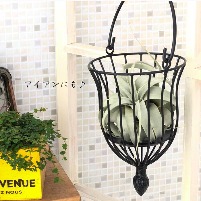 エアープランツ キセログラフィカ チランジア チランドシア 観葉植物 101 001 フラワーネット日本花キ流通 通販 Yahoo ショッピング