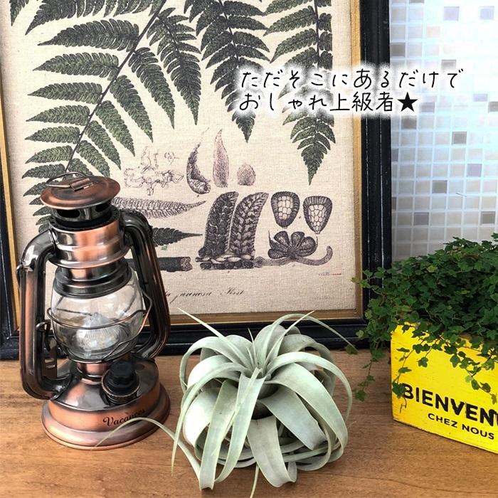 日本花キ流通 エアープランツ キセログラフィカ チランジア