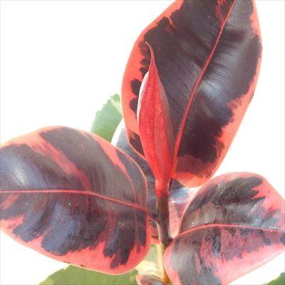 フィカス ベリーズ 4号鉢 ゴムの木 観葉植物 インテリア おしゃれ｜flower-net｜02