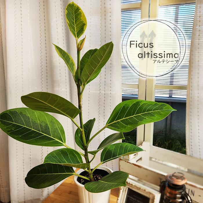 観葉植物 フィカス アルテシマ ゴムの木 4号鉢 アルテシーマ 観葉植物 小型 小さい 室内 贈り物 プレゼント インテリア おしゃれ