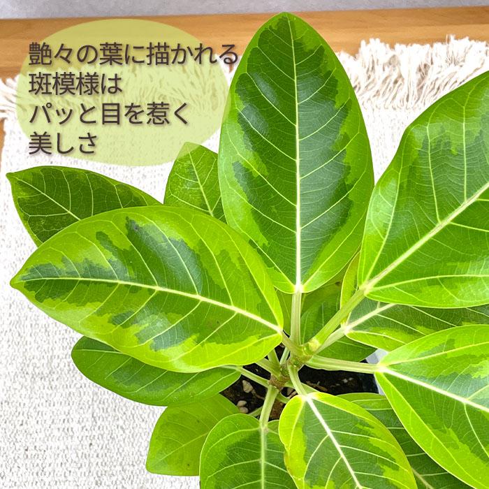 日本花キ流通 観葉植物 フィカス アルテシマ ゴムの木 4号鉢