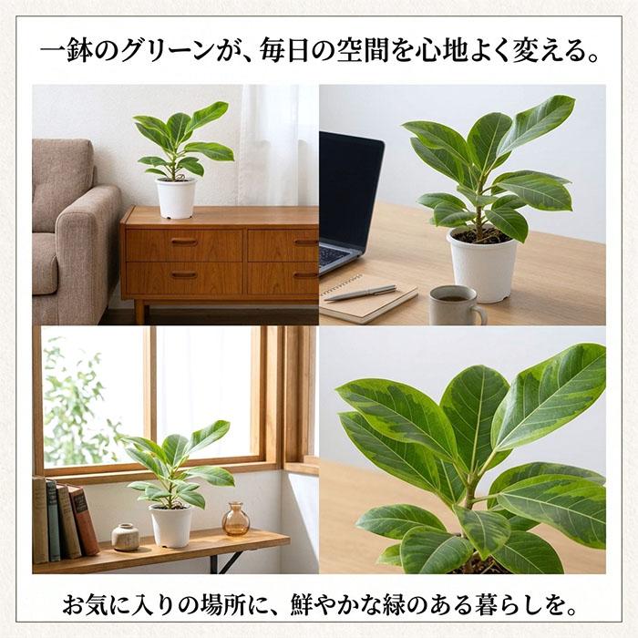 日本花キ流通 観葉植物 フィカス アルテシマ ゴムの木 4号鉢
