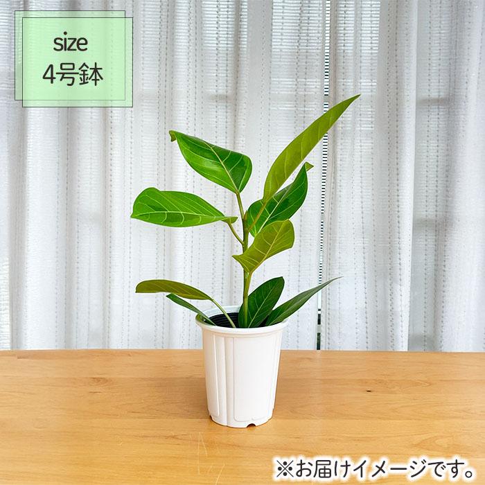 日本花キ流通 観葉植物 フィカス アルテシマ ゴムの木 4号鉢