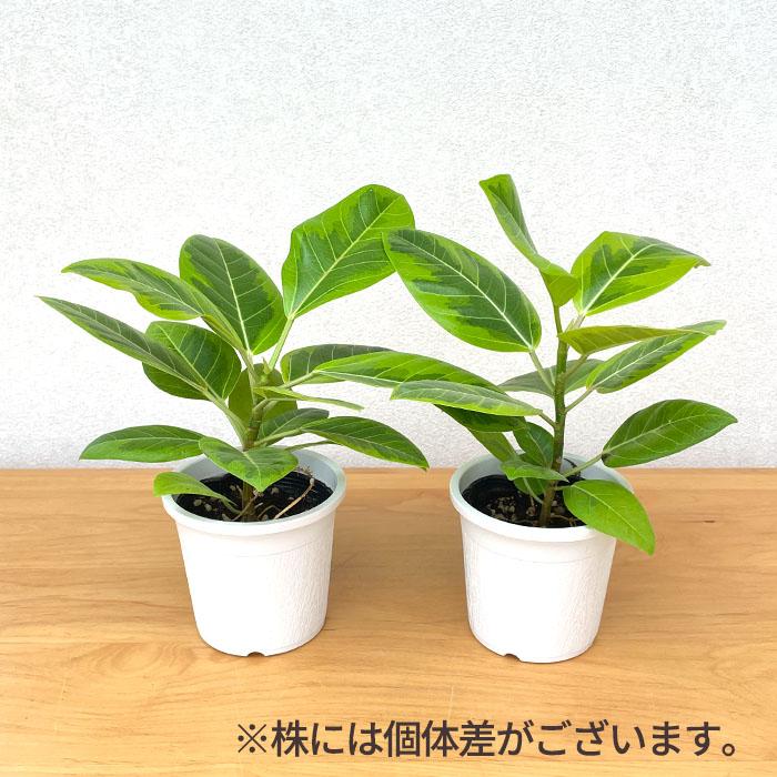 日本花キ流通 観葉植物 フィカス アルテシマ ゴムの木 4号鉢