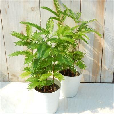 ネムノキ エバーフレッシュ 3号鉢 観葉植物 101 001 フラワーネット日本花キ流通 通販 Yahoo ショッピング