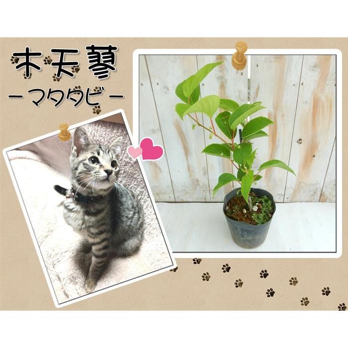 日本花キ流通 マタタビ 苗 13.5cmポット またたび 木天蓼 苗木 果樹苗