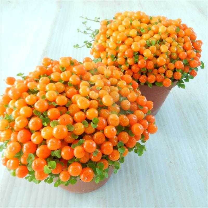 日本花キ流通 コケサンゴ 7.5cmポット 苔珊瑚 玉綴り 鉢植え 鉢花