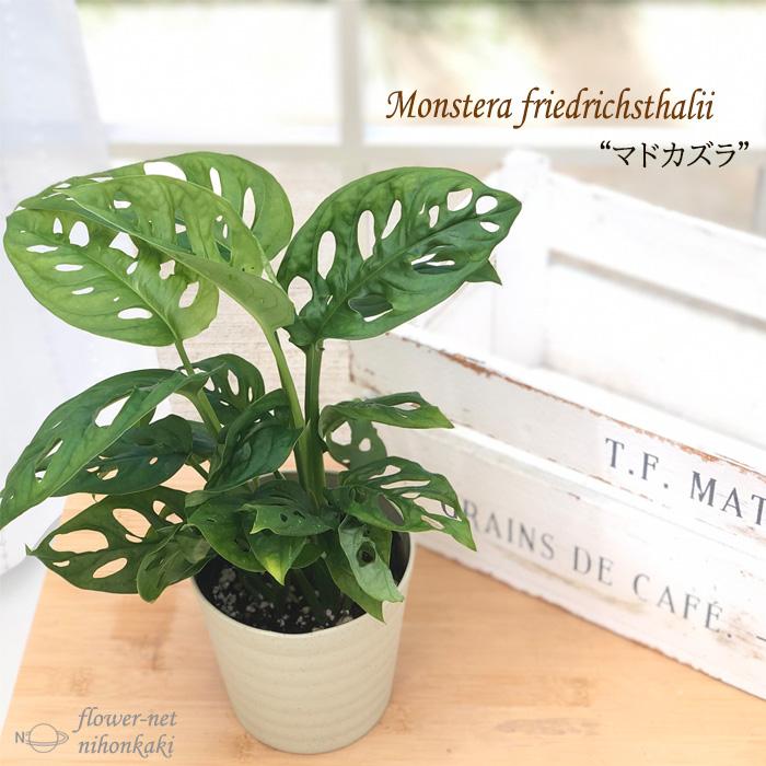 マドカズラ ４号鉢 鉢苗 観葉植物 インテリア おしゃれ 101 004 フラワーネット日本花キ流通 通販 Yahoo ショッピング