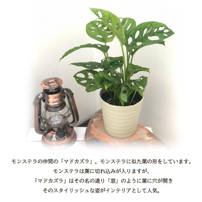 マドカズラ ４号鉢 鉢苗 観葉植物 インテリア おしゃれ 101 004 フラワーネット日本花キ流通 通販 Yahoo ショッピング