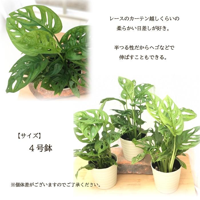 マドカズラ ４号鉢 鉢苗 観葉植物 インテリア おしゃれ 101 004 フラワーネット日本花キ流通 通販 Yahoo ショッピング