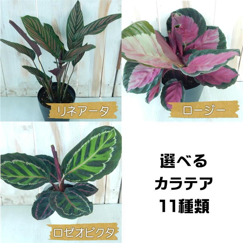 選べる カラテア 観葉植物 4号鉢 101 001 フラワーネット日本花キ流通 通販 Yahoo ショッピング