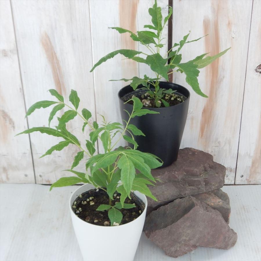 ビービーツリー イヌゴシュユ 4号鉢 観葉植物 ミツバチ 蜜蜂 101 001 フラワーネット日本花キ流通 通販 Yahoo ショッピング