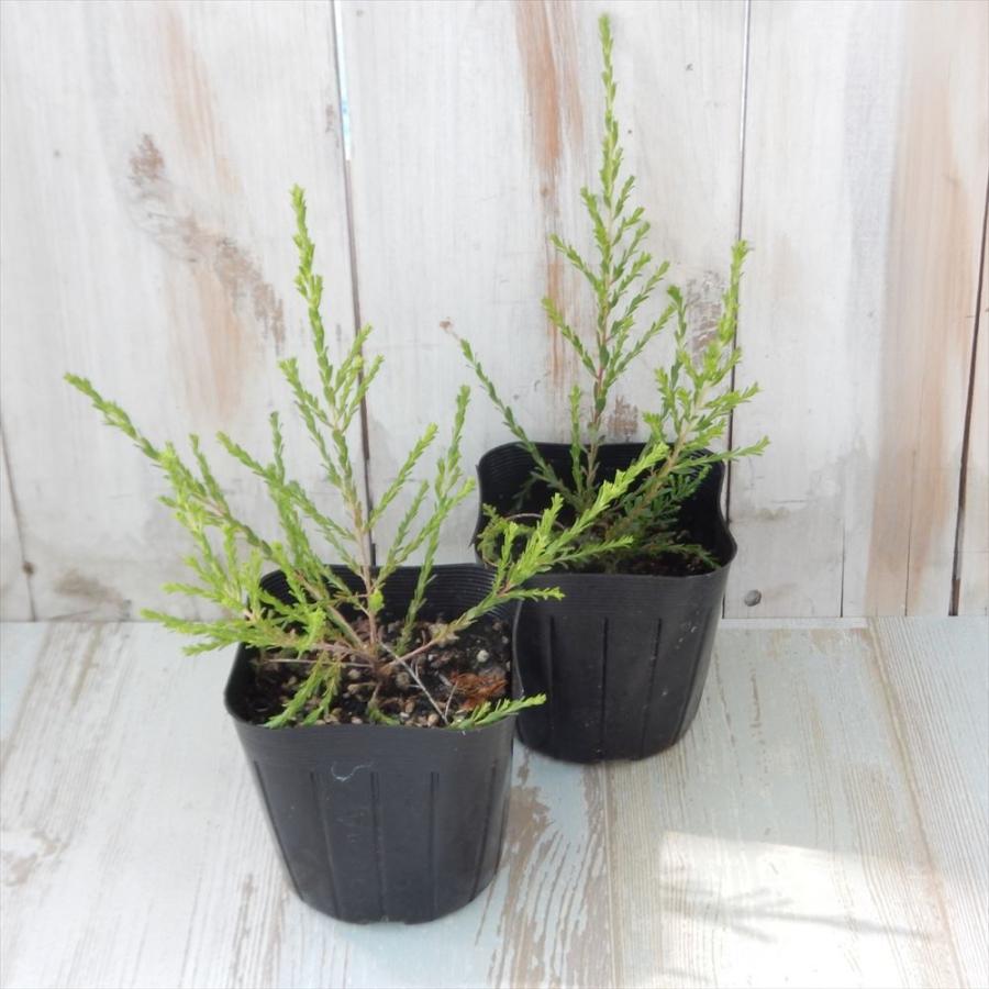 モスキートブロッカー 9cmポット 観葉植物 蚊避け 蚊除け 101 103 フラワーネット日本花キ流通 通販 Yahoo ショッピング