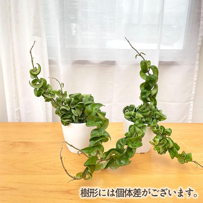 日本花キ流通 観葉植物 cot ホヤ カルノーサ コンパクタ 3.5号鉢 観葉 