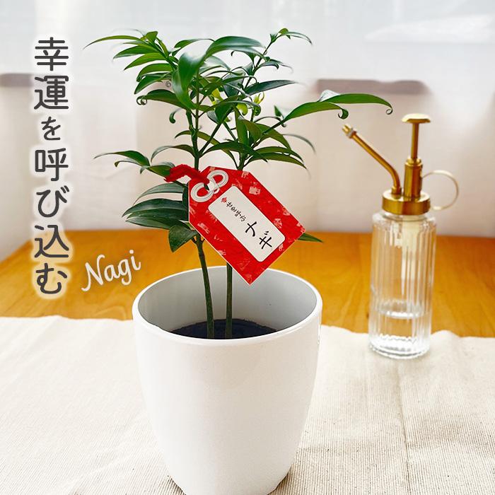 観葉植物 cot 梛 ナギ なぎ 3.5号鉢 まもりの樹 開運・厄除け・縁結び・夫婦円満 観葉植物 小型 小さい 室内 贈り物 プレゼント インテリア おしゃれ（Yahoo!・フラワーネット日本花キ流通）