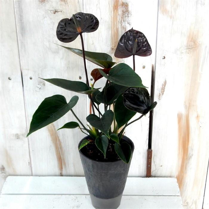アンスリウム アンドレアナム ブラックラブ 観葉植物 3 5号鉢 アンスリューム 101 001 フラワーネット日本花キ流通 通販 Yahoo ショッピング
