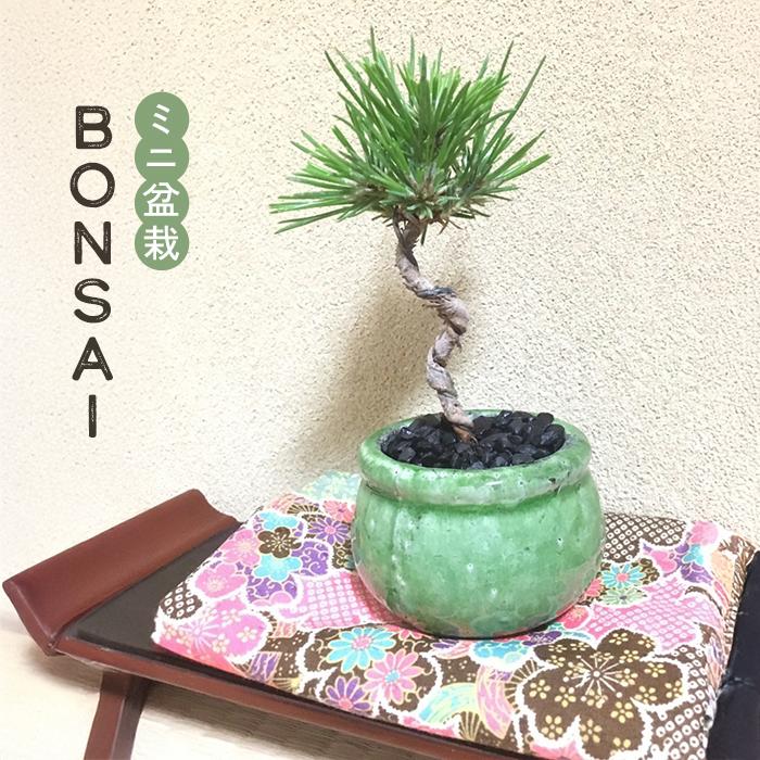 日本花キ流通 カジュアル黒松盆栽 3号鉢 ミニ盆栽 観葉植物 小型 