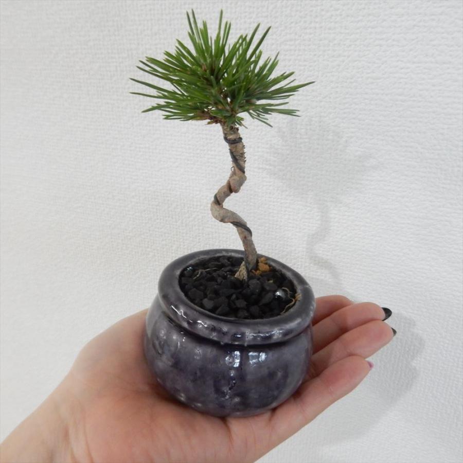 日本花キ流通 カジュアル黒松盆栽 3号鉢 ミニ盆栽 観葉植物 小型