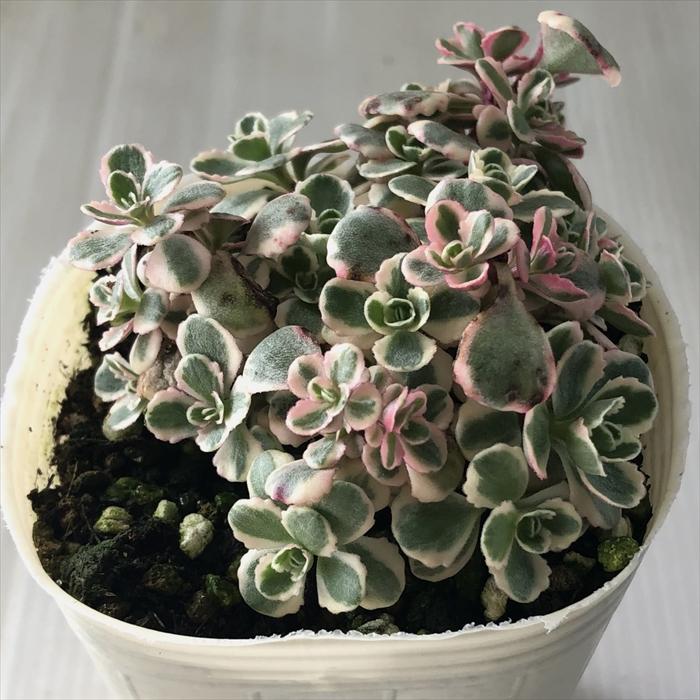 日本花キ流通 多肉植物 sbセダム コーカサスキリンソウ トリカラー 