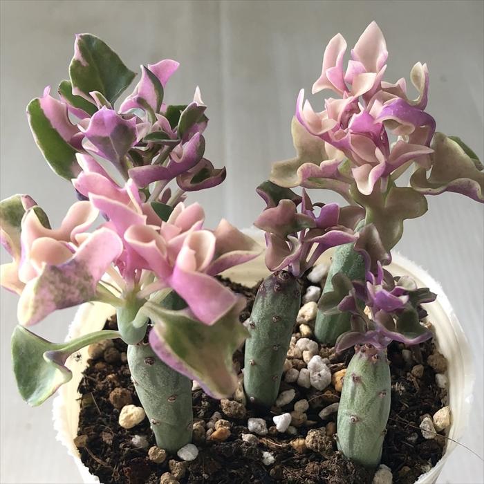 日本花キ流通 多肉植物 sbセネシオ 七宝樹錦 セネシオ 7.5cm 日本花キ流通 多肉植物 sbセネシオ 七宝樹錦 セネシオ 7.5cm