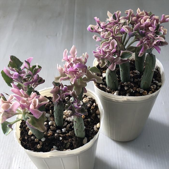 日本花キ流通 多肉植物 sbセネシオ 七宝樹錦 セネシオ 7.5cm 日本花キ流通 多肉植物 sbセネシオ 七宝樹錦 セネシオ 7.5cm