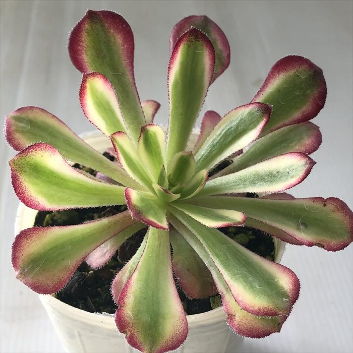日本花キ流通 多肉植物 sbアエオニウム マリド錦 多肉植物