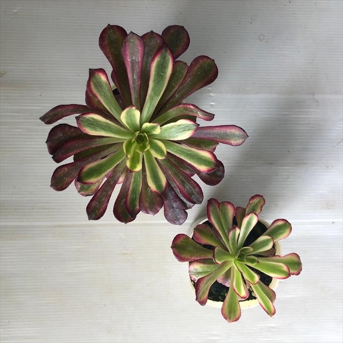 日本花キ流通 多肉植物 sbアエオニウム マリド錦 多肉植物