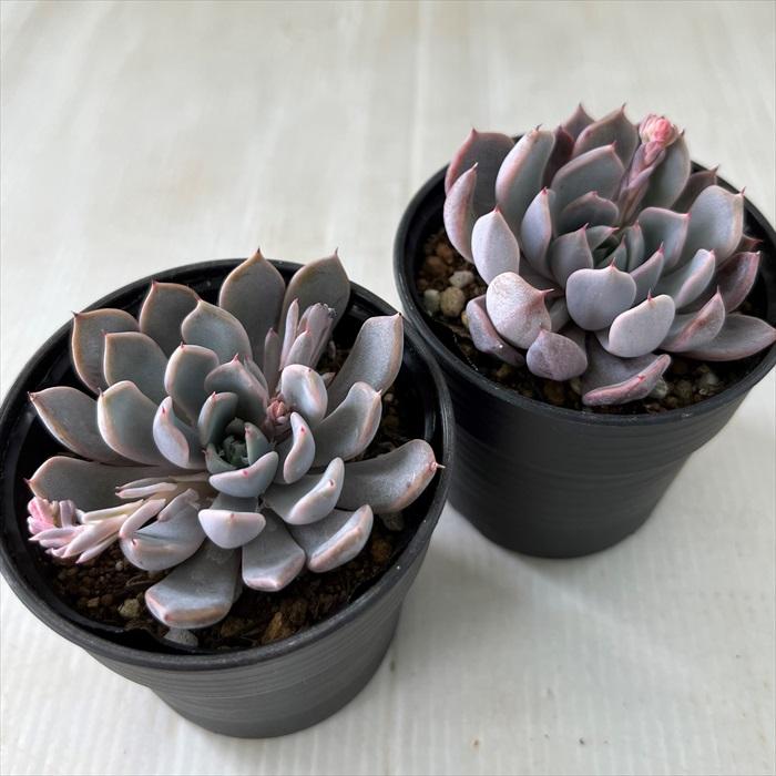 日本花キ流通 多肉植物 hmエケベリア シャボン 多肉植物 エケベリア