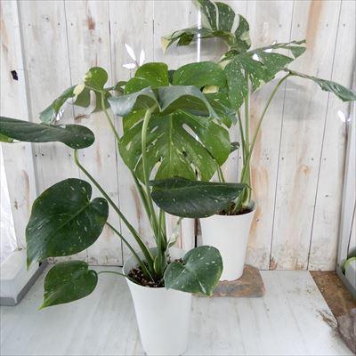 モンステラ　斑入り 鉢付き　⑨ 楽天市場】モンステラ 斑入りの通販