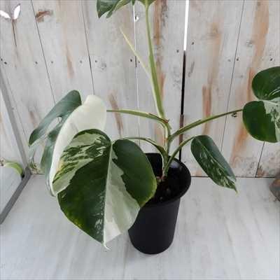 日本花キ流通 観葉植物 モンステラ 斑入り 6号鉢 希少 送料無料 日本花キ流通 観葉植物 モンステラ 斑入り 6号鉢 希少 送料無料