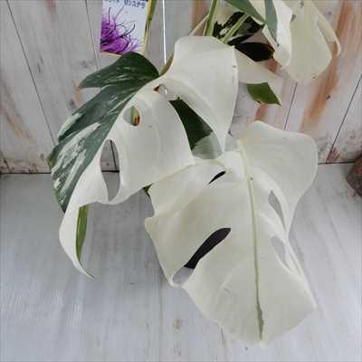 モンステラ斑入り　小さめ　６号鉢入り観葉植物 日本花キ流通 観葉植物 モンステラ 斑入り 6号鉢 希少 送料無料