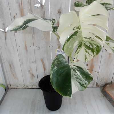 日本花キ流通 観葉植物 モンステラ 斑入り 6号鉢 希少 送料無料 観葉