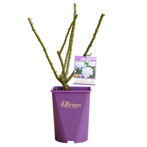 バラ大苗 バラ 苗 ドリュ ヴァンデ グローブ 予約販売 501 001 フラワーネット日本花キ流通 通販 Yahoo ショッピング