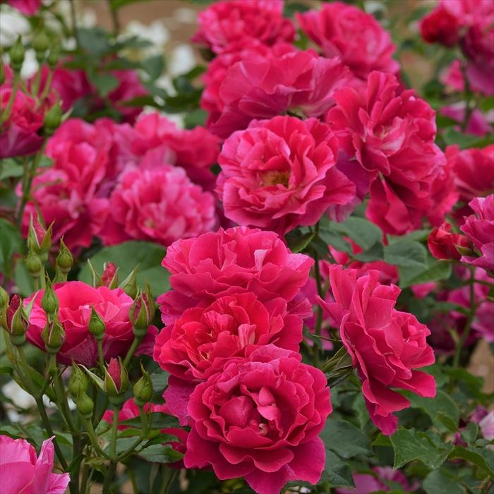 予約販売 バラ 苗 新苗 デルバール ギーサヴォア 契約品種 四季咲き