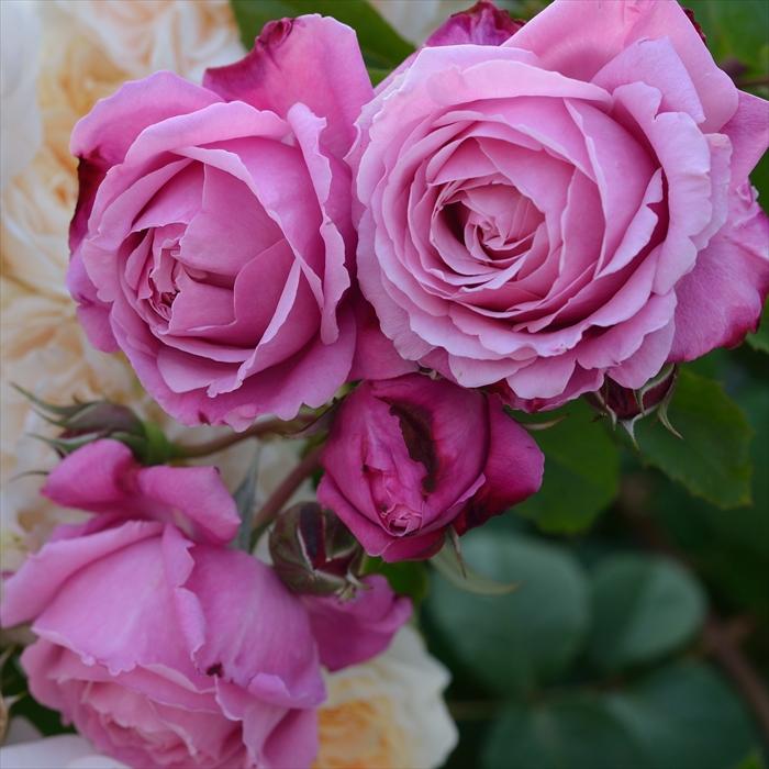 予約販売 バラ 苗 新苗 デルバール シャンテロゼミサト 登録品種