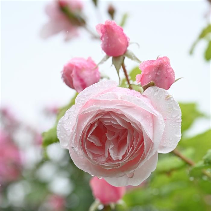 予約販売 バラ 苗 新苗 デルバール ナエマ 四季咲き 薔薇 ばら 送料