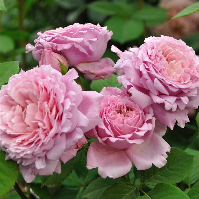 予約販売 バラ苗 バラ新苗 デルバール ビアンヴニュ 登録品種 四季咲き 薔薇 バラ Has 4月上旬以降発送 501 1718 004 フラワーネット日本花キ流通 通販 Yahoo ショッピング