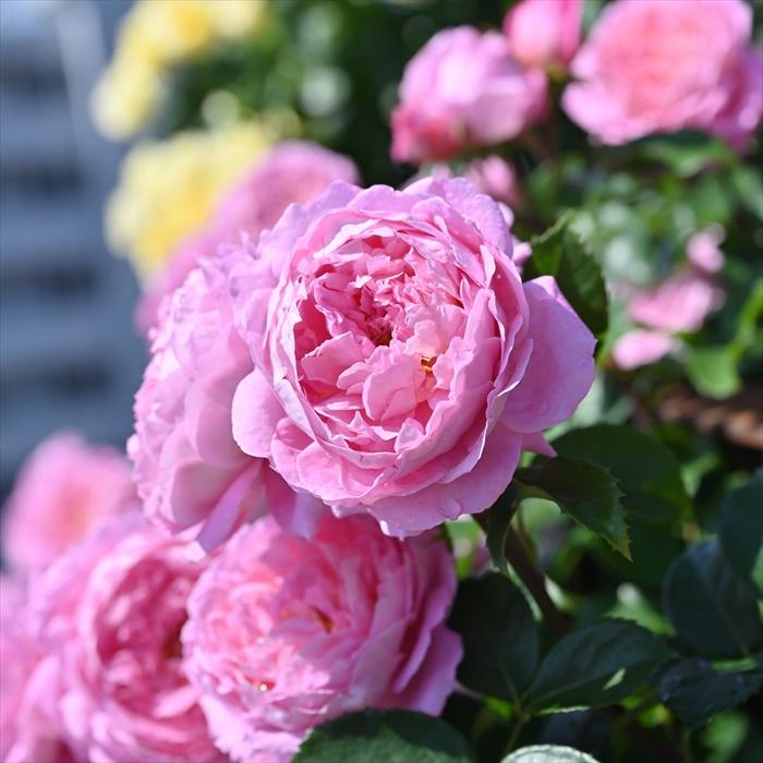 予約販売 バラ苗 バラ新苗 デルバール フラゴナール 登録品種 四季咲き 薔薇 バラ Has 4月上旬以降発送 501 1718 009 フラワーネット日本花キ流通 通販 Yahoo ショッピング