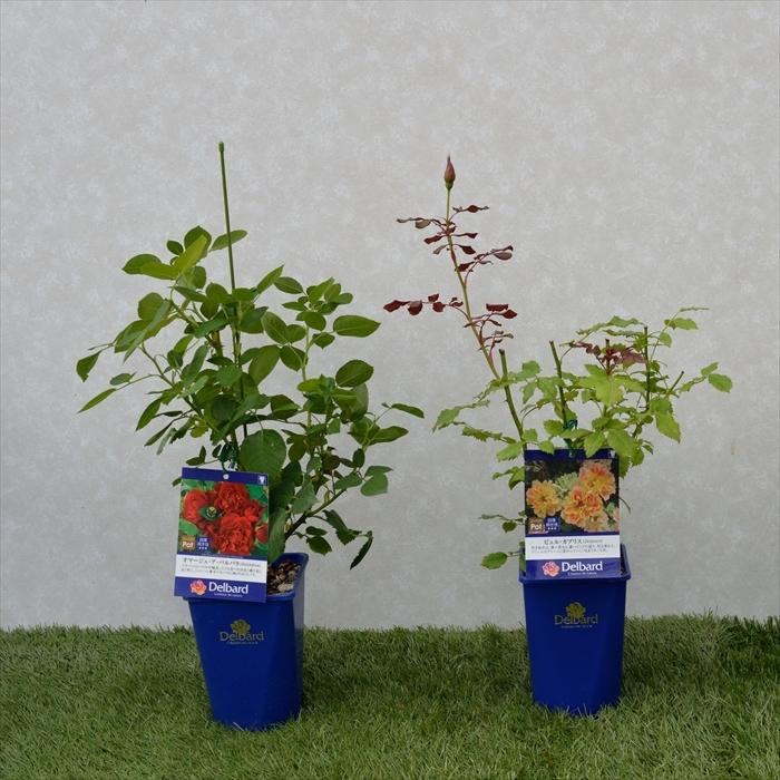 予約販売 バラ新苗 デルバール ポール セザンヌ 四季咲き 薔薇 バラ バラ苗 Has 4月上旬以降発送 501 1718 013 フラワーネット日本花キ流通 通販 Yahoo ショッピング